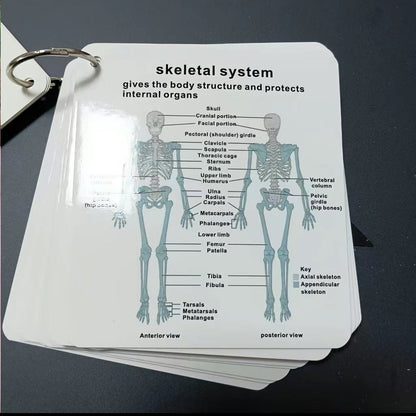 AnatoLearn Flash Cards