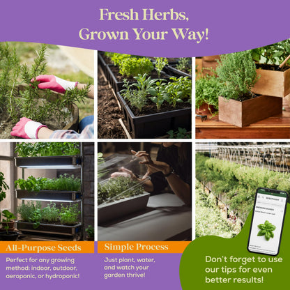 35 Medicinal & Tea Herb Seeds Variety Pack - 16,285+ Non-GMO Heirloom Herbs Seeds for Planting Indoor & Outdoor: Lavender, Rosemary, Echinacea, Mint, Catnip, Basil - Gardening Seed Packets