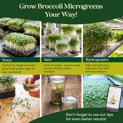 Broccoli Sprouting & Microgreens Seeds - 130,000 Non-GMO Heirloom Seed, 1lb Resealable Bag - High-Germination Broccoli Seeds for Sprouting in Jars, Soil, Hydroponics & Microgreen Trays