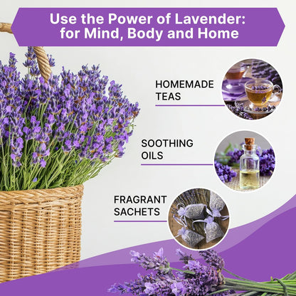 Organo Republic 3-Pack English Lavender Seeds 7.50G - Over 6600 Non-GMO Heirloom Lavender Seeds for Planting in Individual Seed Packets, Herb Seeds for Planting Home Garden Indoor & Outdoor Gardening