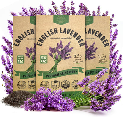 Organo Republic 3-Pack English Lavender Seeds 7.50G - Over 6600 Non-GMO Heirloom Lavender Seeds for Planting in Individual Seed Packets, Herb Seeds for Planting Home Garden Indoor & Outdoor Gardening