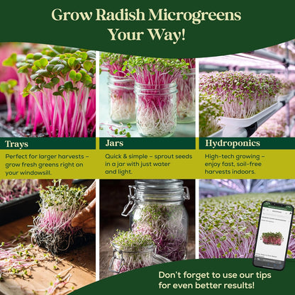 Broccoli Sprouting & Microgreens Seeds - 130,000 Non-GMO Heirloom Seed, 1lb Resealable Bag - High-Germination Broccoli Seeds for Sprouting in Jars, Soil, Hydroponics & Microgreen Trays