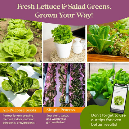 23 Lettuce & Salad Greens Seeds Variety Pack - 25,000+ Non-GMO Heirloom Greens Seeds for Planting Lettuce Indoor & Outdoor: Arugula, Mizuna, Kale, Spinach, Swiss Chard, Mache & More Lettuce Seeds