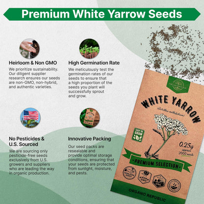 White Yarrow Seeds Pack 0.25 G - Over 2000 Non-GMO Heirloom Yarrow Seeds for Planting Herbs in Individual Seed Packet, Herbs Seeds for Planting Home Garden Indoor & Outdoor Gardening