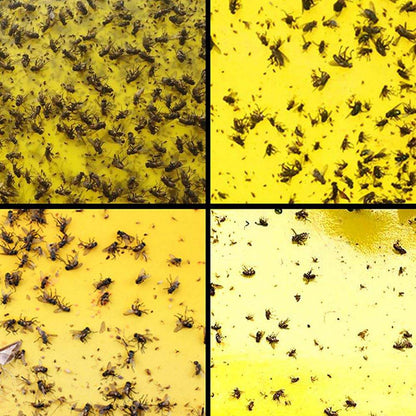 Double sidedStrong Flies Traps Bugs Sticky Board Catching Aphid Insects Killer fly Control Whitefly Thrip Leafminer Glue Sticker